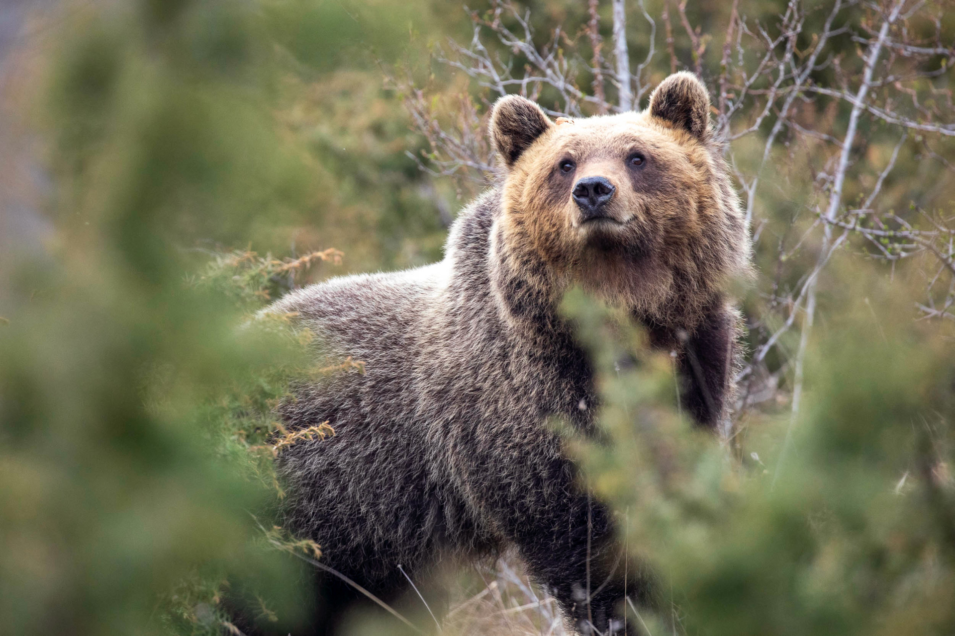 The Bear and the Ant - A journey between science and emotion to ...